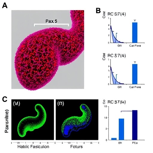 Pancreatic Cancer Drives B Cell Plasticity Via Pax5 1780439960