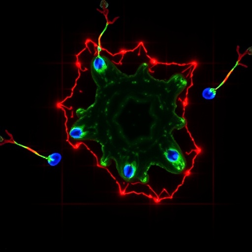 Raf265 Targets Usp10Scd1 To Trigger Ferroptosis 1780432708