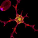 Raman Microscopy Unveiled The Revolutionary Molecular Imaging Technique Transforming Biological Research 1782141760
