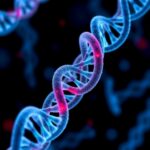 Studying Lethal Dna Loops With Patient Derived Research Models 1780683507