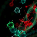 Telomerase Role In Nk Cell Apoptosis Resistance 1781283392