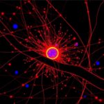 Unraveling Random Cellular Fluctuations With Label Free Interferometric Scattering Microscopy 1782192442