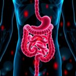 Urolithin A Boosts Gut Immunity And Barrier Function 1782221499