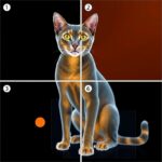 Catboost Model Predicts Sarcopenia Using Bia Hgs 1782950970