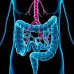 Emerging Research Reveals Impact Of Sugar Substitutes On Gut Health And Metabolism 1782871170