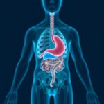 Gut Microbiome The Secret Architect Shaping Liver Cancer Immunotherapy Outcomes 1782872200
