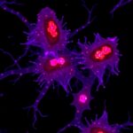 Macrophage Upp1 Mtros Cgas Nlrp3 Axis Drives Lung Cancer Metastasis 1783354413