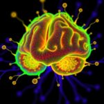 Mcmaster Researchers Develop Immunotherapy Targeting Aggressive Brain Tumors And Their Energy Source 1782949651