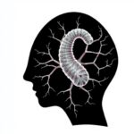 Advances And Challenges In Placenta Models For Hiv 1 Art And Nicotine Research 1783989317