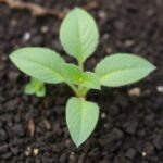 Biochars Impact On Soil Carbon Varies With Soil Type 1783982143