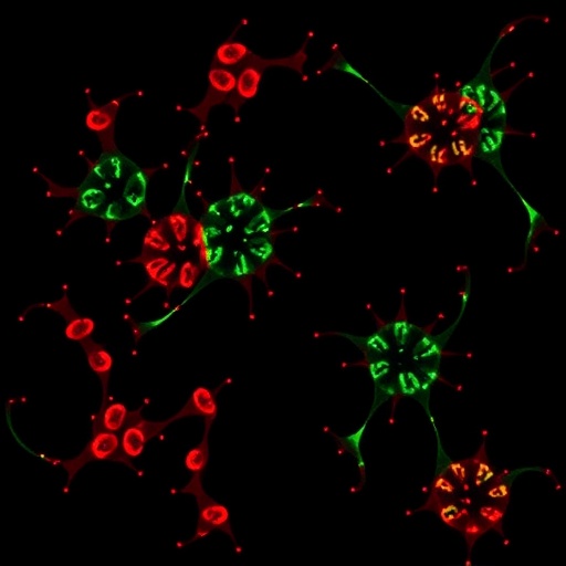 Doğum öncesi asetaminofen, epigenetik “laktat kilidi” üzerinden erkeklerde osteoartrit riskini etkileyebilir