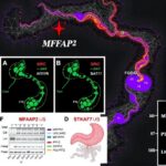 MFAP2’nin CAF-TGF-β1 hattı: Gastrik kanserin karın zarı yayılımını Src-STAT3-PTK7 üzerinden artıran yeni mekanizma