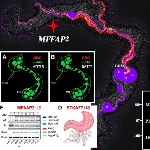 MFAP2’nin CAF-TGF-β1 hattı: Gastrik kanserin karın zarı yayılımını Src-STAT3-PTK7 üzerinden artıran yeni mekanizma