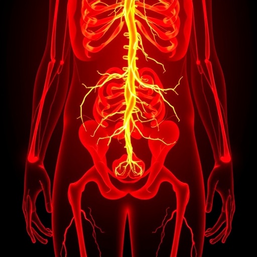 Perineurium Links Leptin To Sympathetic Response To Combat Obesity 1783950566