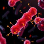 Salmonella Protein Sopb Curbs Early Inflammation To Slow Disease Progression 1783364234