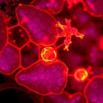 TMEM141’i hedeflemek MASH ve karaciğer fibrozunda yeni ROS-HNF4α hattını gündeme taşıdı