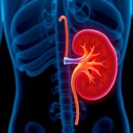 Uremik toksinler AhR’yi hedef alarak böbrekte yağ sentezini ve fibrozisi tetikliyor
