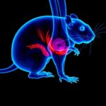 Yeni çalışma: Linoleik asit, erkek sıçan kıkırdağında osteoartriti hızlandıran ferroptoz yolunu tetikliyor
